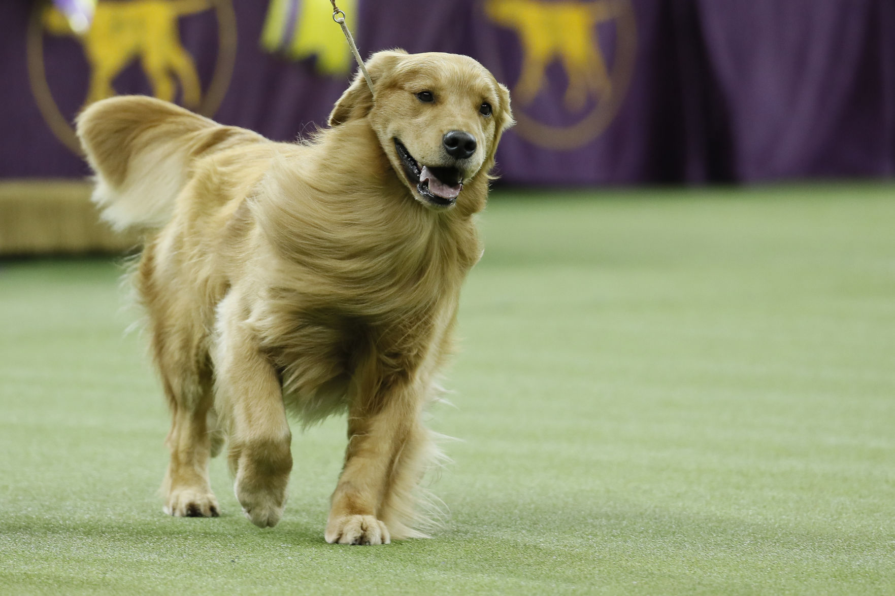 3. Golden retrievers